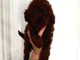 Dark Red Brown Toypoodle Yavrumuz