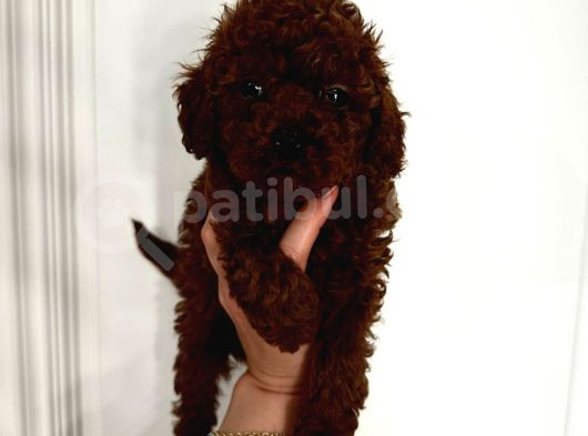 Dark Red Brown Toypoodle Yavrumuz