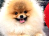 Üst düzey ayıcık surat pomeranian boo