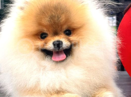 Üst Düzey Ayıcık Surat Pomeranian Boo