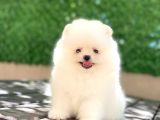 A kalite pomeranian Boo