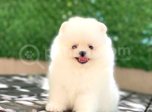 A Kalite Pomeranian Boo