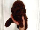 Dark Red Brown Toypoodle Yavrumuz