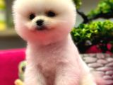 Show Kalite Pomeranian Boo