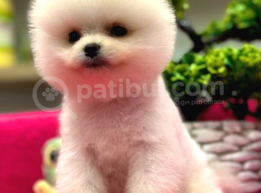 Show Kalite Pomeranian Boo görsel