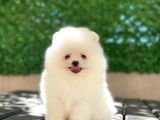 A Kalite Pomeranian Boo