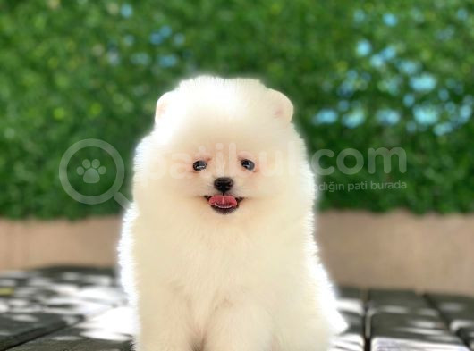 A Kalite Pomeranian Boo görsel
