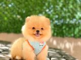 A Kalite Pomeranian Boo