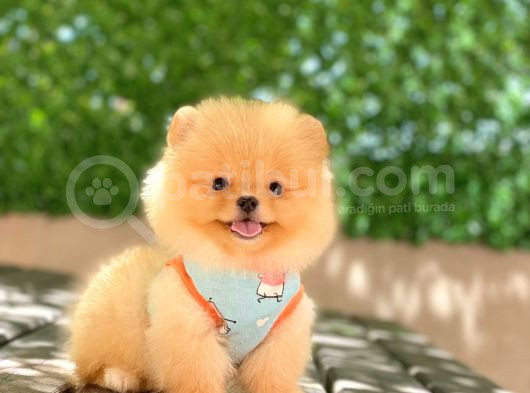 A Kalite Pomeranian Boo görsel