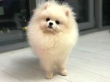 Show kalite pomeranian boo