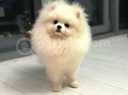 Show Kalite Pomeranian Boo