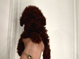 Dark Red Brown Toypoodle Yavrumuz