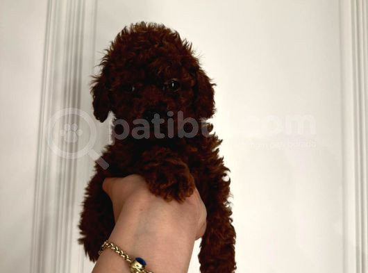 Dark Red Brown Toypoodle Yavrumuz görsel