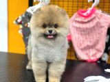 A Kalite Ayıcık Surat Pomeranian
