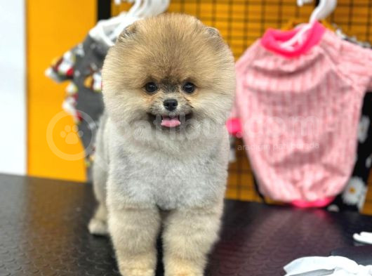 A Kalite Ayıcık Surat Pomeranian görsel