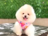 A Kalite Pomeranian Boo