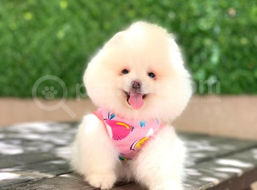 A Kalite Pomeranian Boo görsel