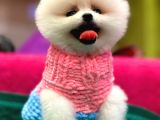 Show kalite Pomeranian Boo Teacup yavrumuz