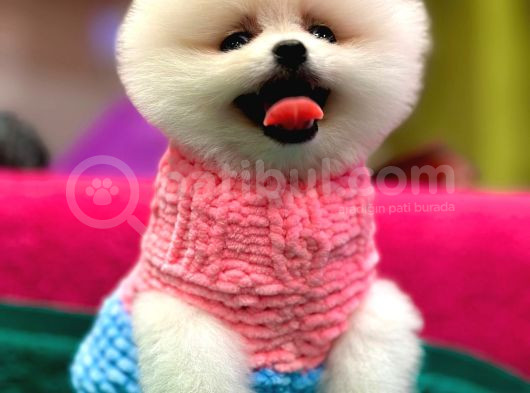 Show Kalite Pomeranian Boo Teacup Yavrumuz