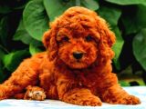 Sevimli yavrular mini boy RED  TOOY POODLE EVCİLBEBEKLER 