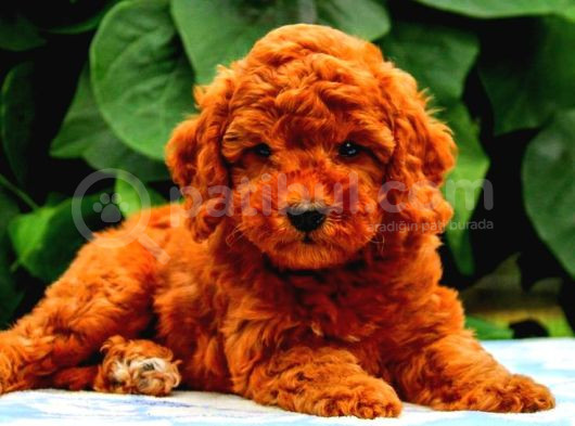 Sevimli Yavrular Mini Boy Red  Tooy Poodle Evci̇lbebekler 