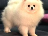 Show Kalite Pomeranian Boo