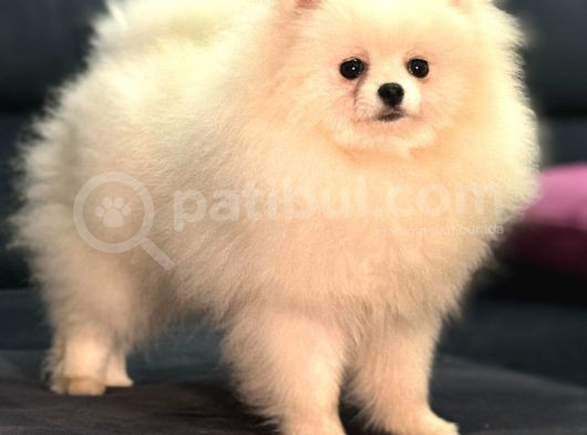 Show Kalite Pomeranian Boo görsel