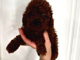 Dark Red Brown Toypoodle Yavrumuz