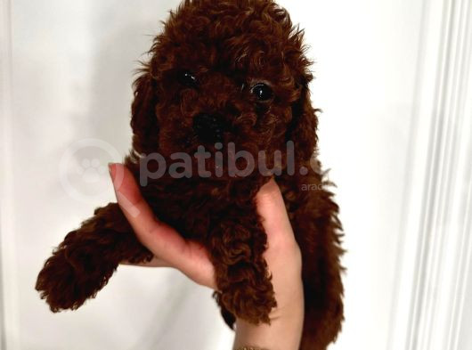 Dark Red Brown Toypoodle Yavrumuz görsel