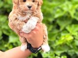 A kalite maltipoo Bebekler