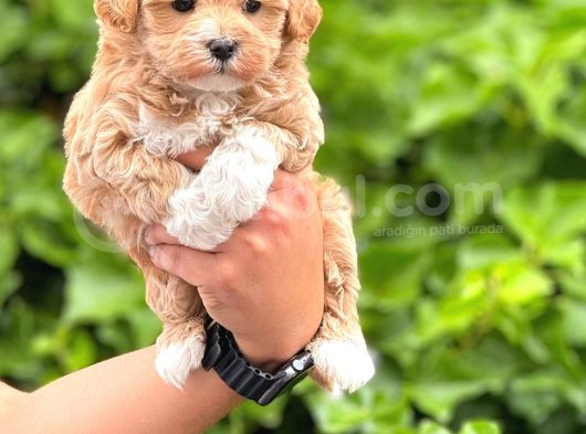 A Kalite Maltipoo Bebekler