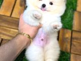Üst düzey Ayıcık surat teacup