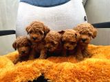 Dünya Tatlisi Poodle Yavrulari