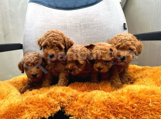 Dünya Tatlisi Poodle Yavrulari görsel