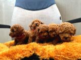 DÜNYA TATLISI POODLE YAVRULARI