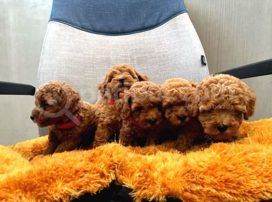 Dünya Tatlisi Poodle Yavrulari
