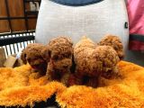 Dünya Tatlisi Poodle Yavrulari