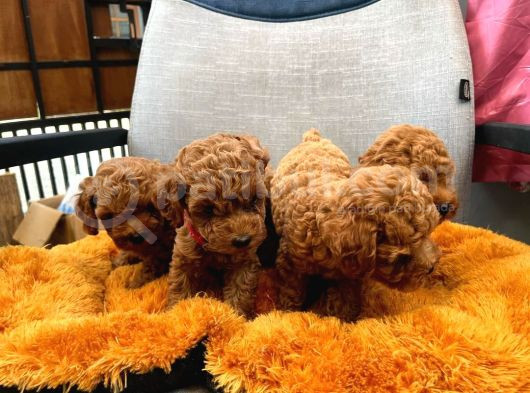 Dünya Tatlisi Poodle Yavrulari görsel