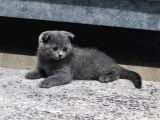 2 Buçuk Aylık Erkek Scottish Fold