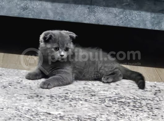 2 Buçuk Aylık Erkek Scottish Fold görsel