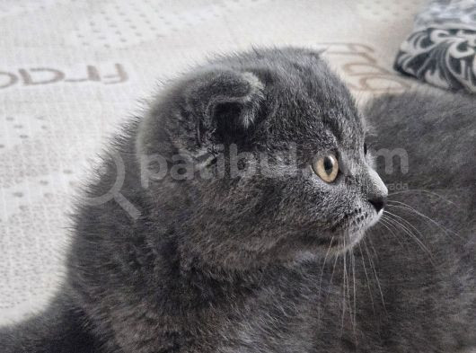 2 Buçuk Aylık Erkek Scottish Fold