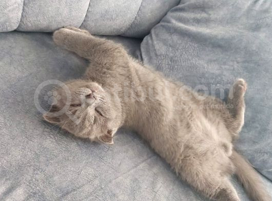 2 Buçuk Aylık Erkek Scottish Fold görsel