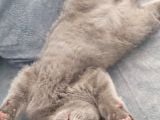 2 Buçuk Aylık Erkek Scottish Fold
