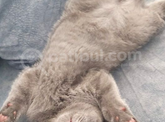 2 Buçuk Aylık Erkek Scottish Fold görsel