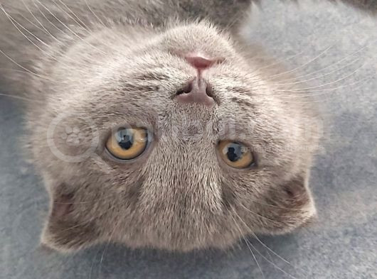 2 Buçuk Aylık Erkek Scottish Fold görsel