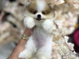 Böyle Güzeli Yok muhteşem pomeranian boo yavrular