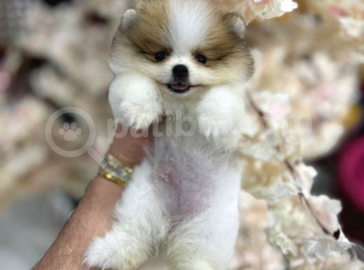 Böyle Güzeli Yok Muhteşem Pomeranian Boo Yavrular