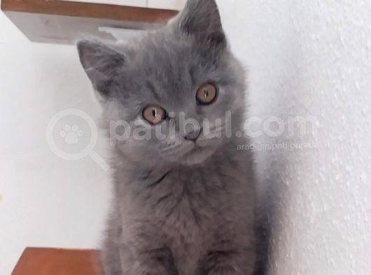Bal Gözlü Kali̇teli̇ Irk Yavrular görsel
