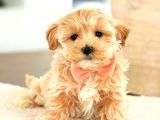 MİNİ PUPPY BOY KAHVE TONLU KIVIRCIK TÜYLÜ MALTİPO YAVRULAR 