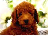 Mini Puppy Boy 0 numara büyümeyen cinsler TOOY POODLE 